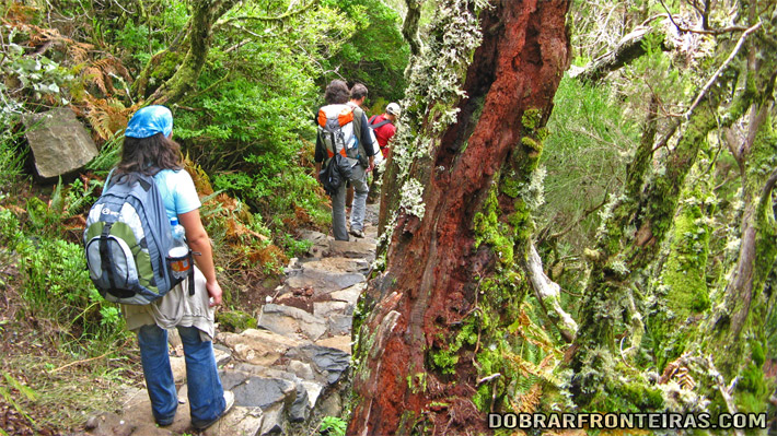 Caminhantes na floresta Laurissilva na ilha da Madeira