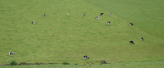 Campos de pastagem de vacas na Ilha de São Miguel