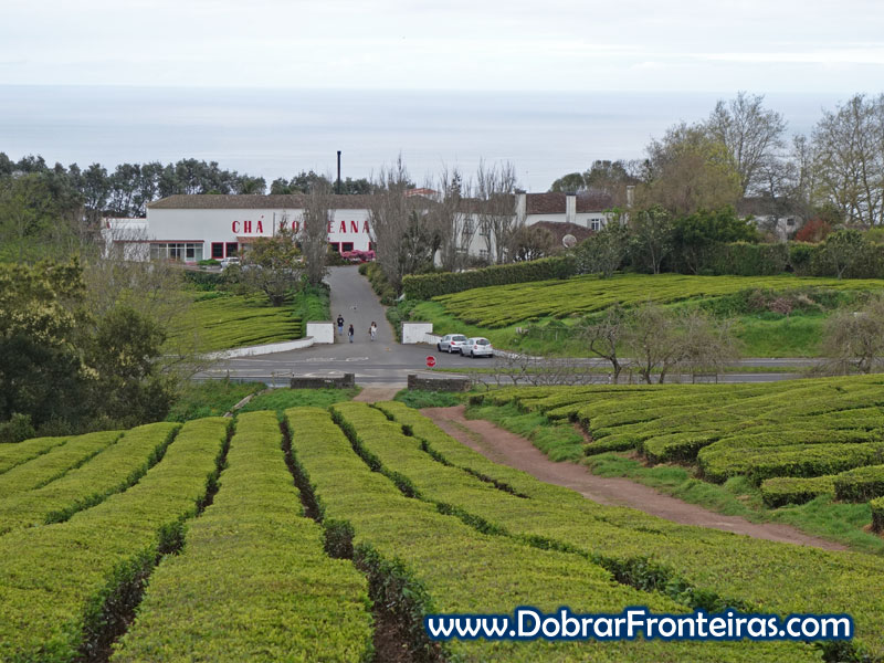 Campos de Chá e fábrica da Gorreana na ilha de são miguel