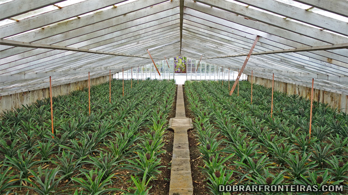Plantações de ananás nos Açores