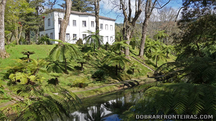 Fetos arbóreos no Parque Terra Nostra