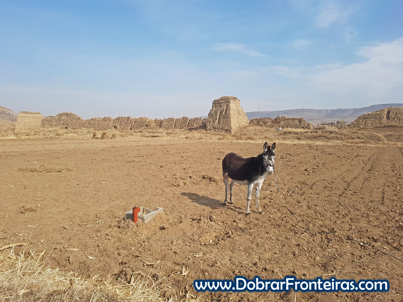 Deshengbao burro china