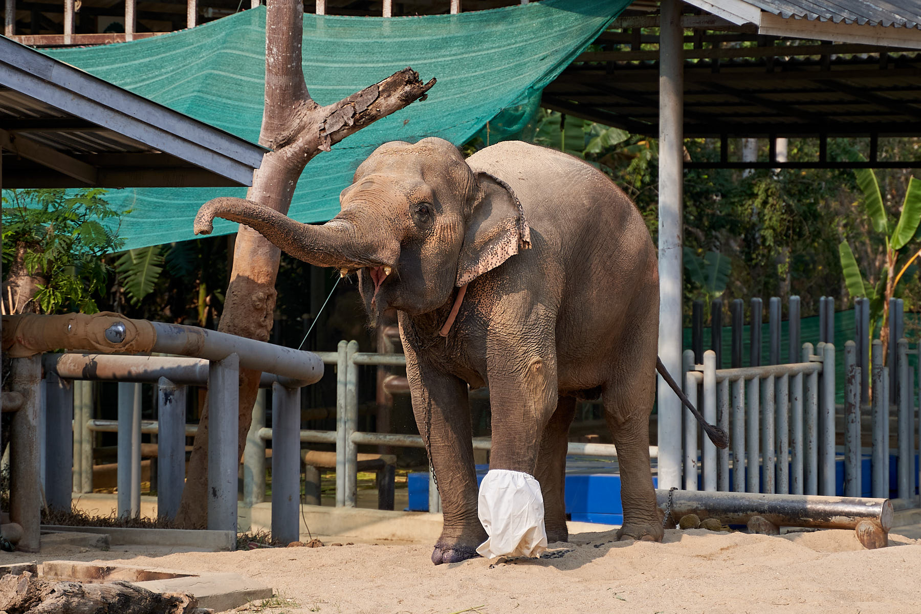 Motala, elefanta com pata dianteira amputada na Tailândia