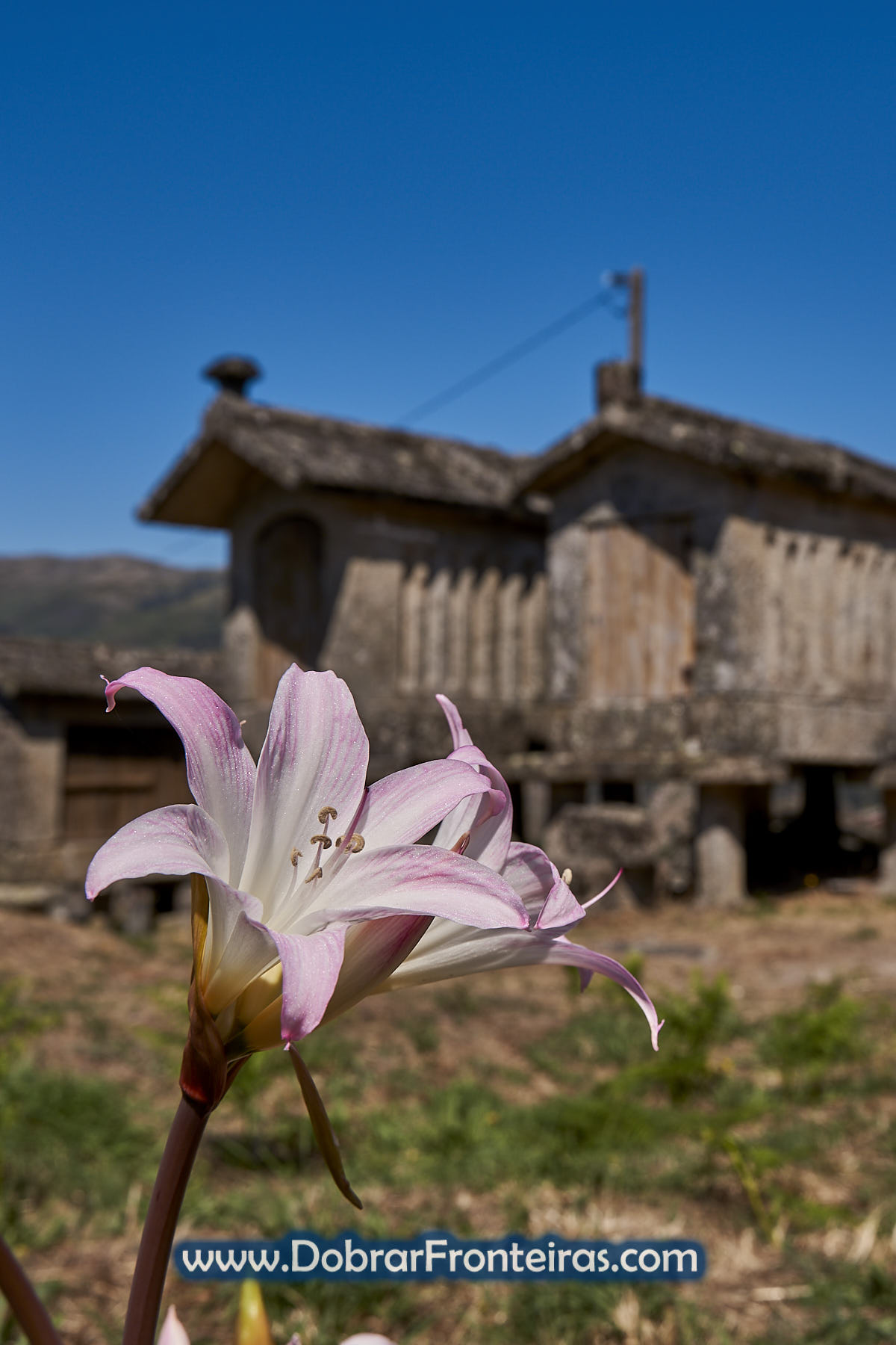 Flor Lírio junto aos espigueiros no Gerês